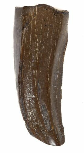 Odd Shaped, Tyrannosaur Premax Tooth - Montana #43545